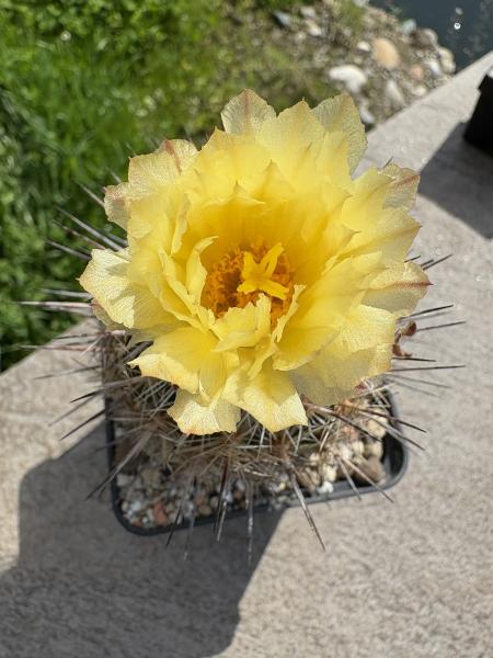 Coryphantha delaetina